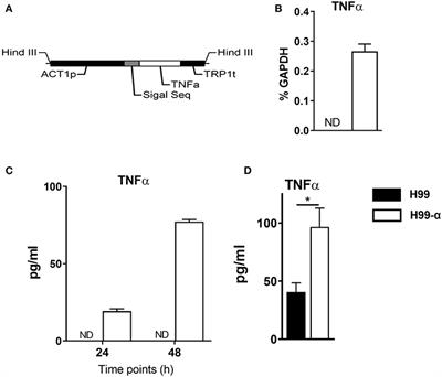 TNF-α-Producing Cryptococcus neoformans Exerts Protective Effects on Host Defenses in Murine Pulmonary Cryptococcosis